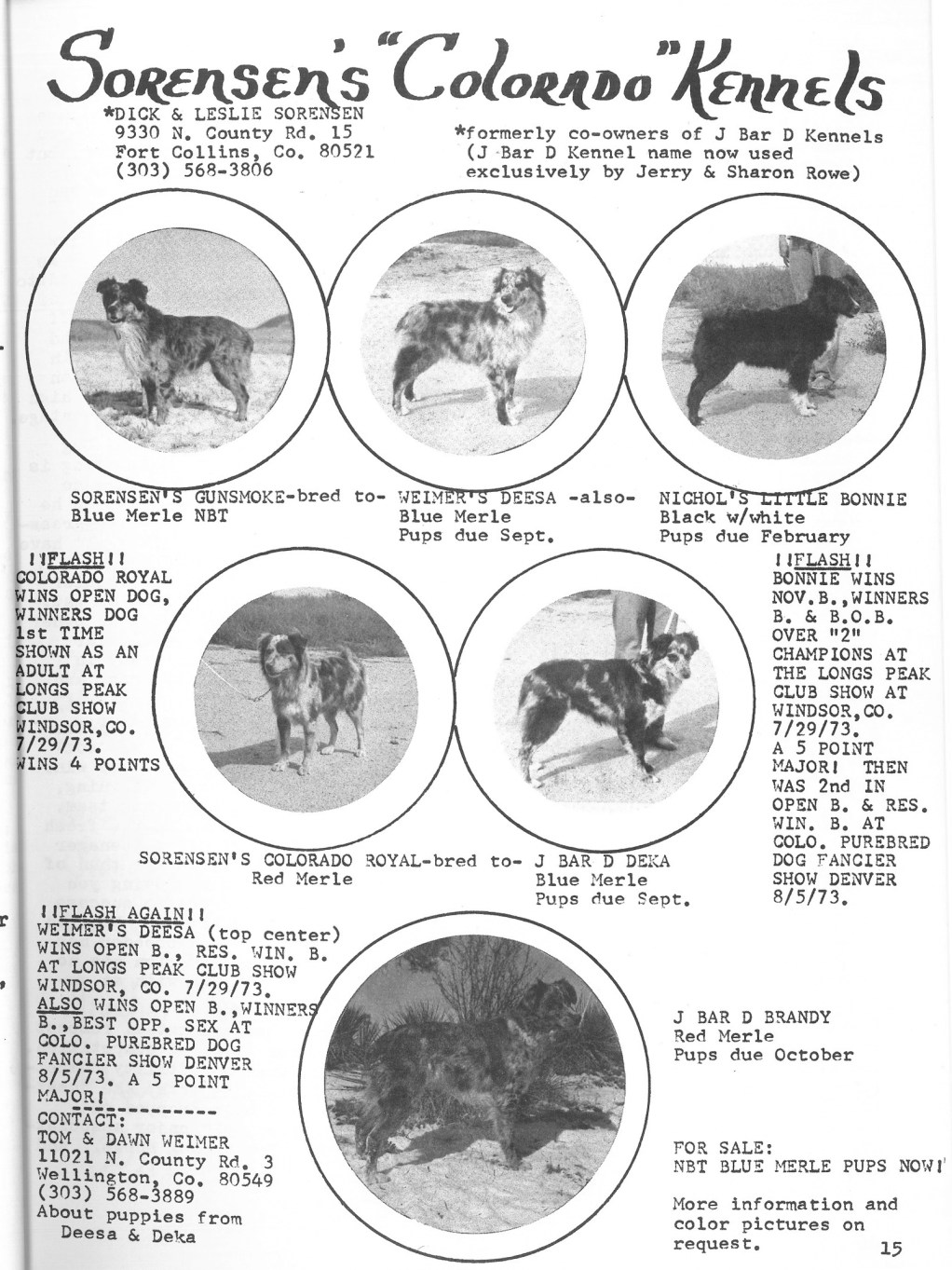 73 Fall Colo Aussies