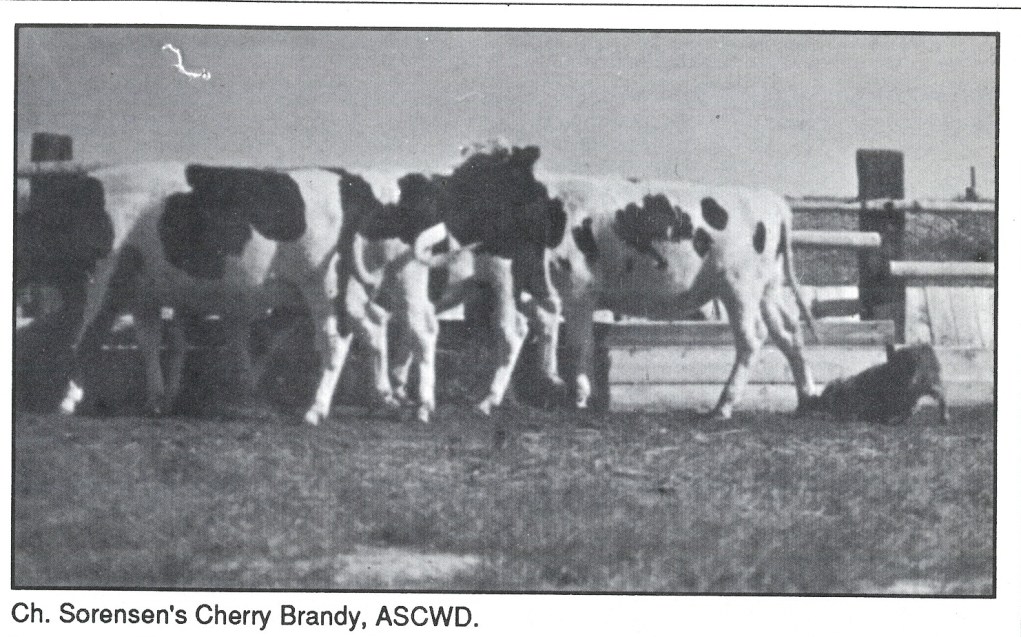 82 Sorensens Cherry Brandy2