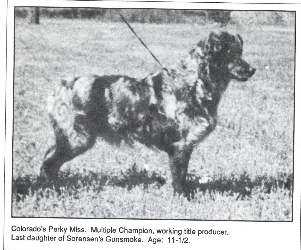 87 Colorados Perky Miss