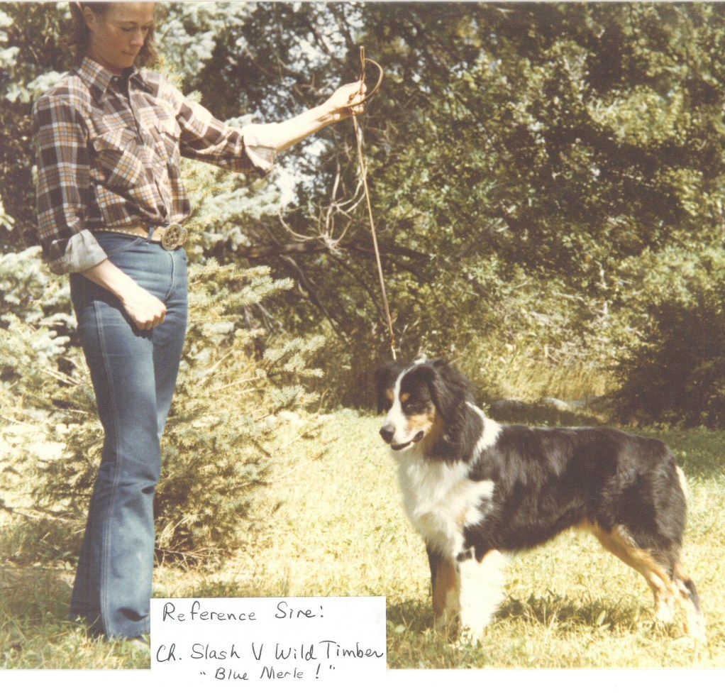 87 Slash V Wild Timber2