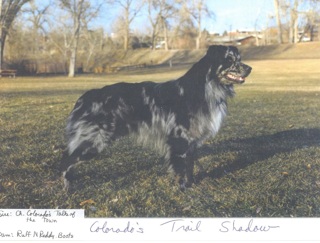 Colorados Trail Shadow