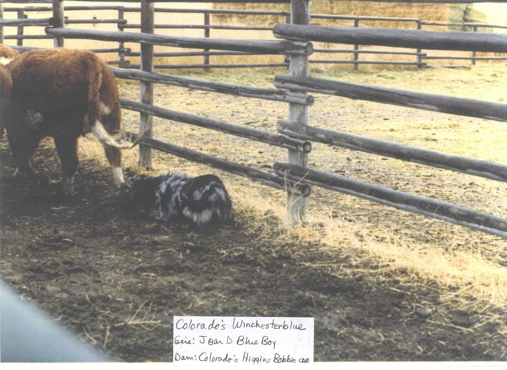 Colorados Winchester Blue