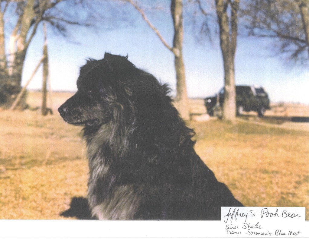 Jeffreys Pooh Bear head