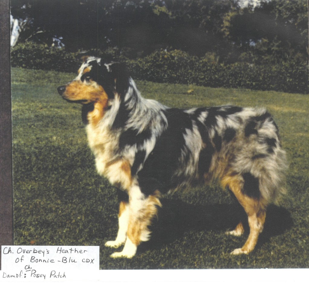 Overbeys Heather of Bonnie Blu