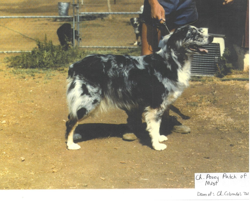 Posey Patch of Buue Mist